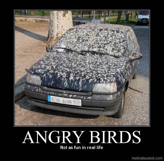 angry birds rl car.jpg