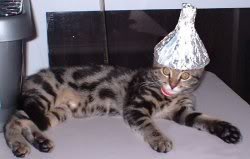 cat-tinfoil-hat.jpg