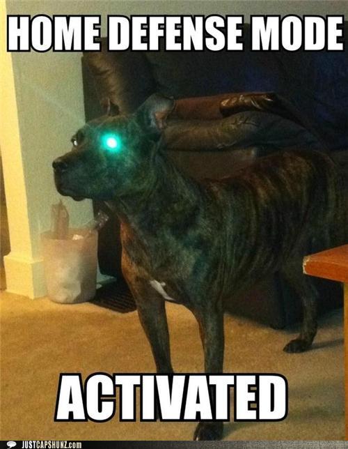 Cyborg Dog.jpg