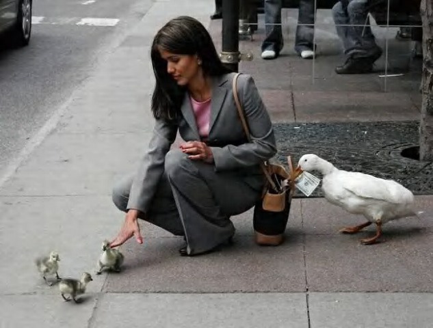 duck pickpocket.jpg