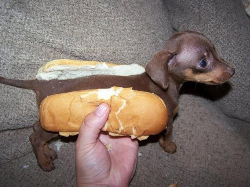 inbreadDog.jpg