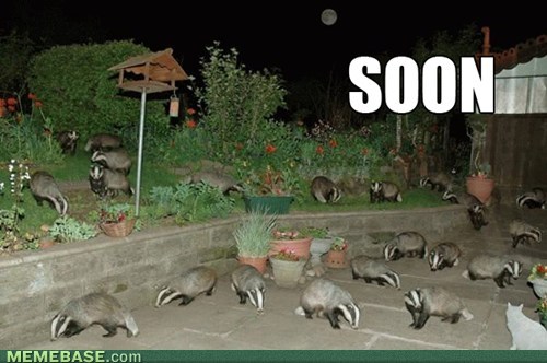 internet-memes-badgerbadgerbadger.jpg