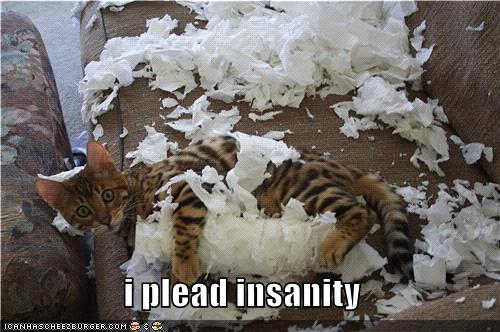 plead insanity kitty.jpg