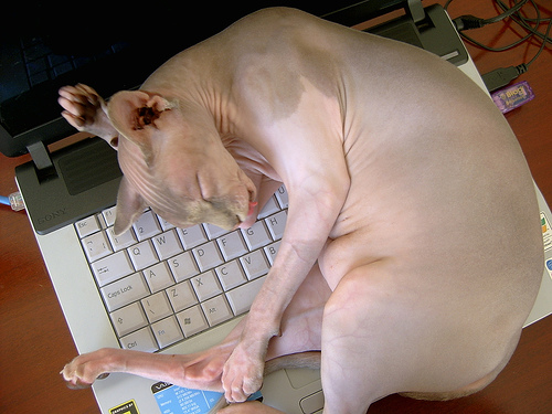 sphynx-keyboard.jpg