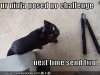 funny-pictures-your-ninja-posed-no-challenge-to-basement-cat.jpg