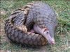 pangolin.jpg